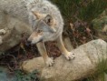 /album/fotogallerij/a1-wolf-3-jpg/